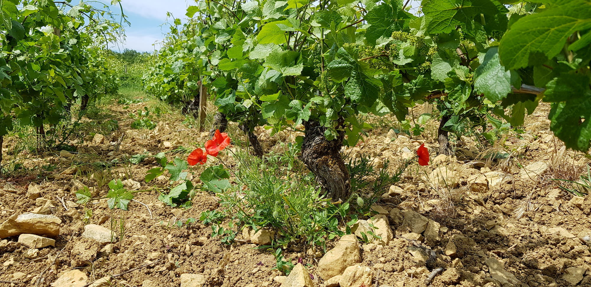 domaine-davanture-vignes domaine-davanture-vignes