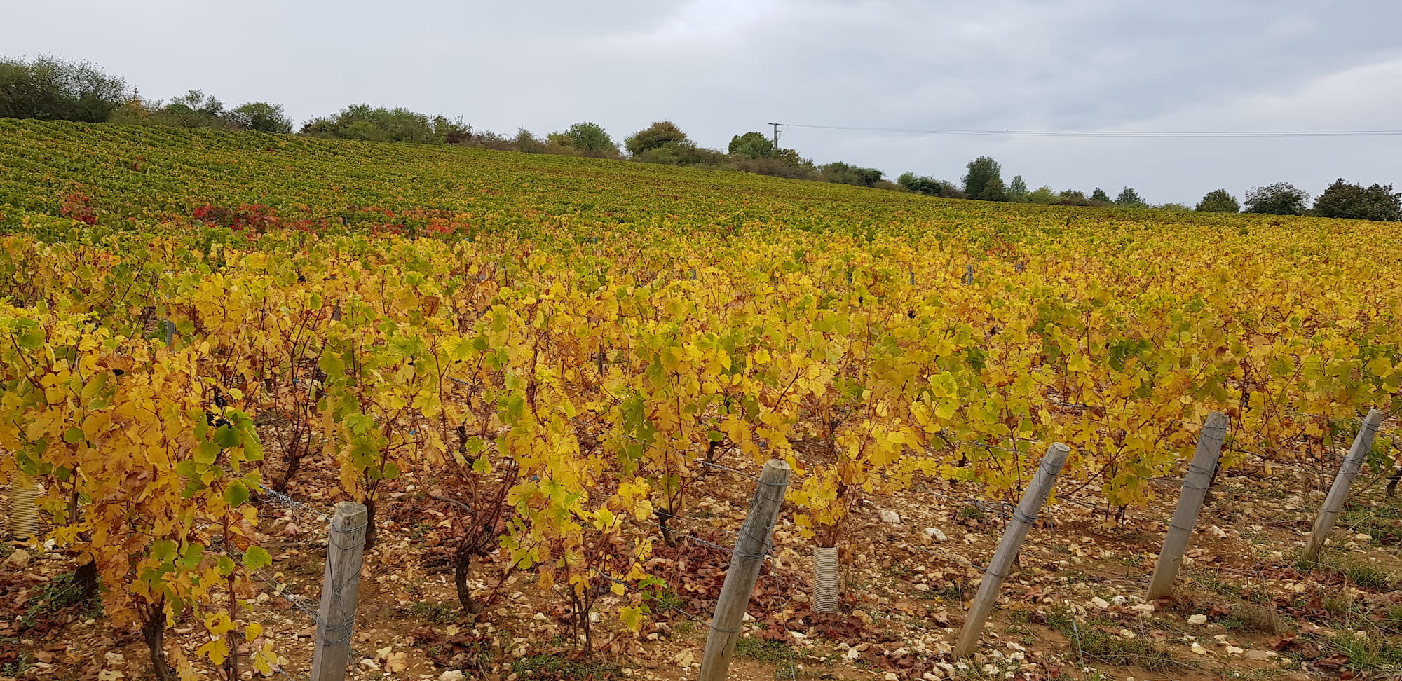 davanture-vignes-colores